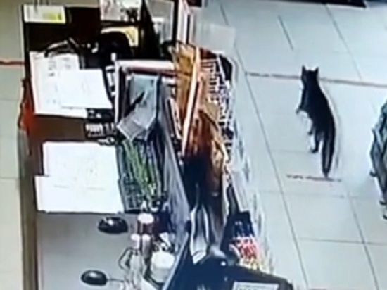 Кот Чешир вызывал охрану по ночам в магазин под Новосибирском