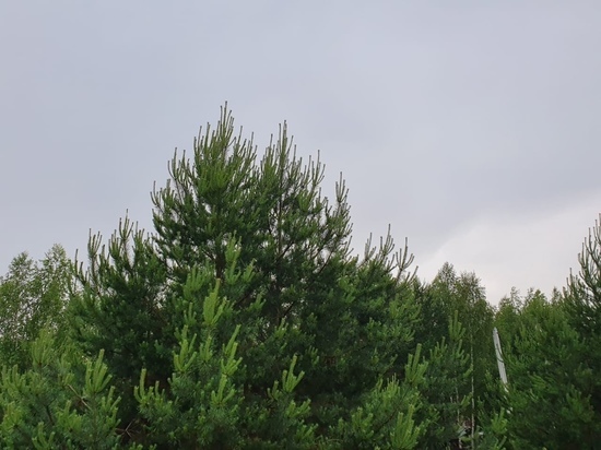 17 июля в Рязанской области выпустили метеопредупреждение из-за грозы и ветра