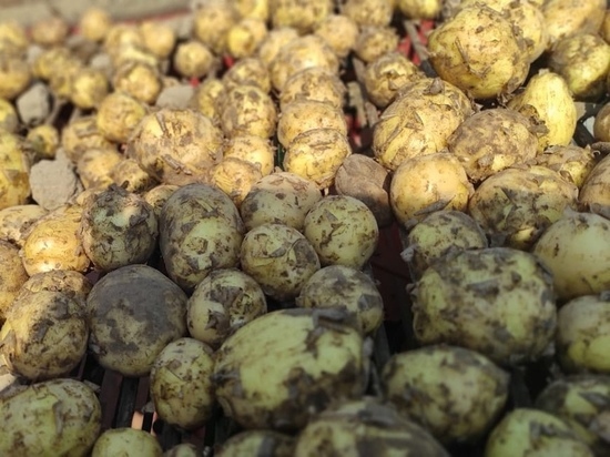 Фермерские хозяйства Новгородской области приступили к сбору первого урожая картофеля