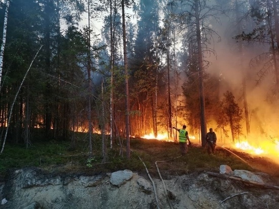 Глава Карелии рассказал, что для ликвидации лесных пожаров потребуется время