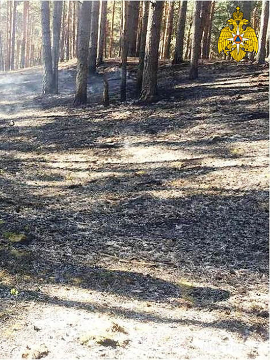 В Козельском районе спасатели потушили лесной пожар