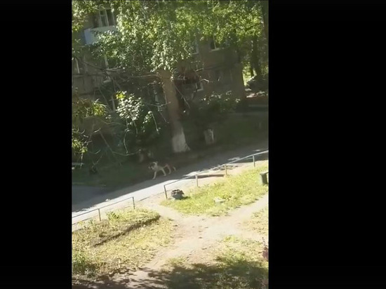 На окраине Омска бездомные собаки терроризируют детей
