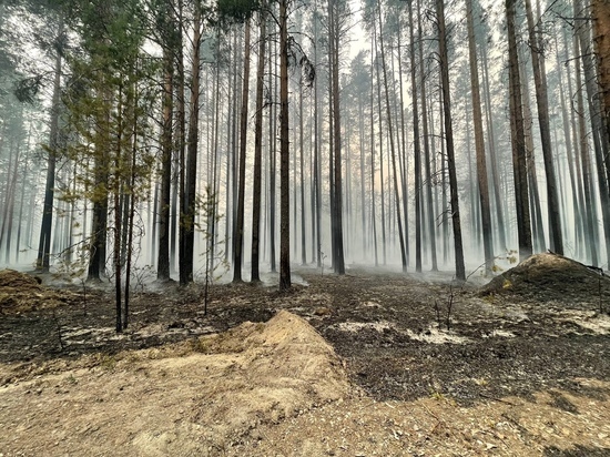 Стихийное бедствие: пожары в Карелии тушат, но не могут потушить