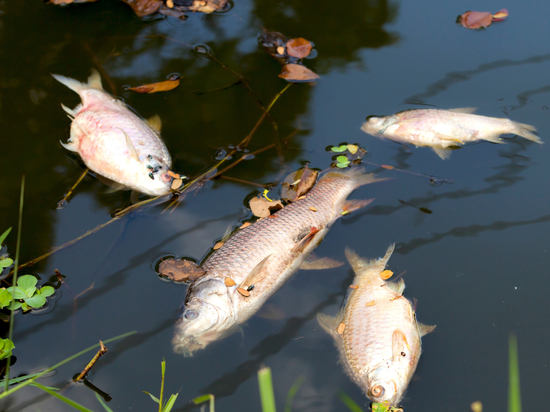 Власти Новгородской области до сих пор не установили причину массовой гибели рыбы в реке Холова