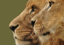 В воскресенье, 18 июля, Новосибирский зоопарк отметил День Льва