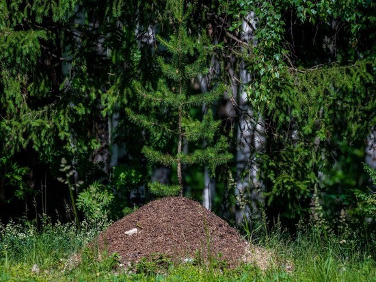 В Челябинской области подросток заблудился в лесу