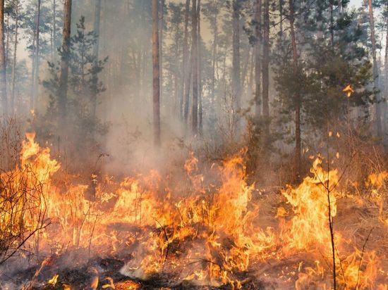 В Карелии начали эвакуировать местных жителей из-за лесных пожаров