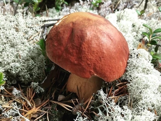 Первые в этом году съедобные грибы нашли в лесу под Ноябрьском