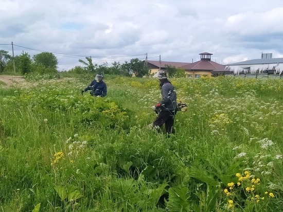 Второй этап обработки от борщевика завершился в Серпухове