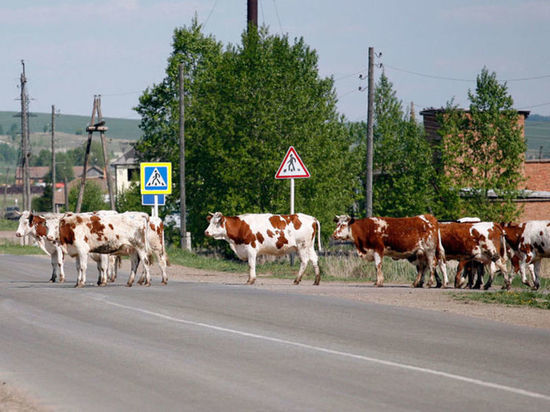 Полицейские Калмыкии обнаружили украденный скот