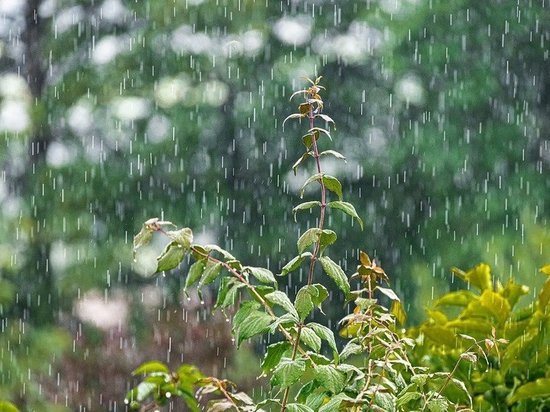 Дожди с грозами пройдутся по Приамурью 20 июля