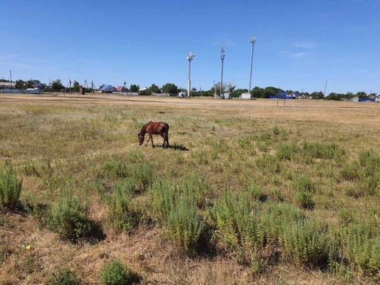 В Оренбургском районе вернули лошадь хозяину