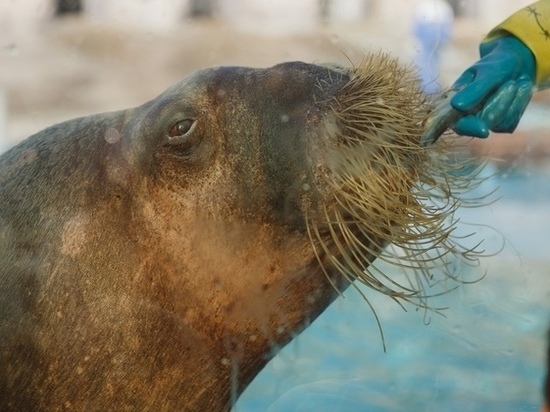 Моржи в отпуске: в Ижевском зоопарке какое-то время не будет водных шоу