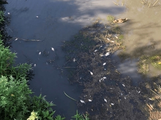 В Ростове из-за расчистки дна погибла рыба в реке Темерник