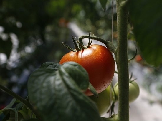 В кубанских теплицах с начала года вырастили 53 тысячи тонн овощей