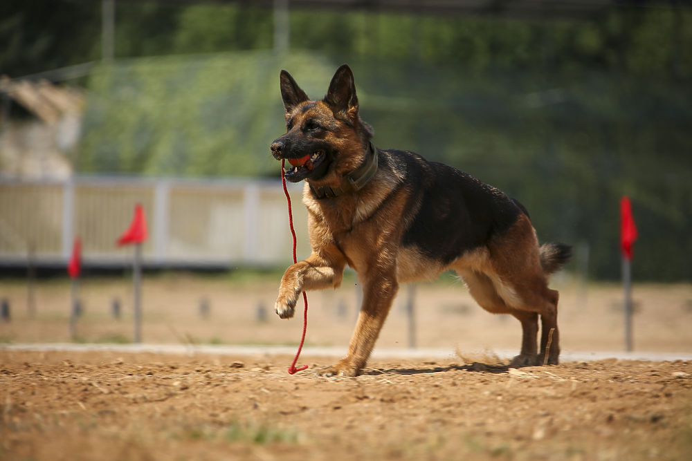 Хвостатые военные: собаки-саперы показали чудеса дрессировки
