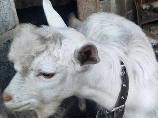 “Умного козла” Зааненской породы продают в Новосибирске