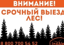 Волонтеры собираются на срочный сбор на поиск двух людей в лесу в Новосибирской области