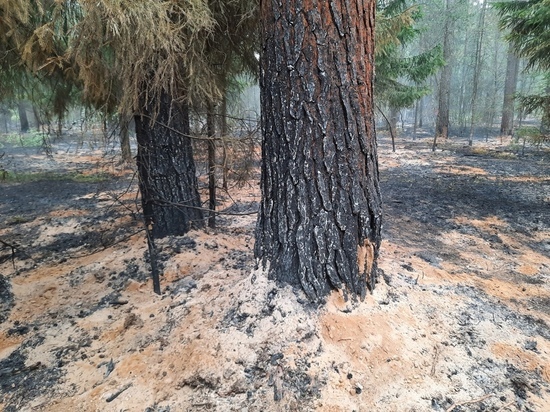 50 местных жителей боролись с пожаром в лесу под Тверью