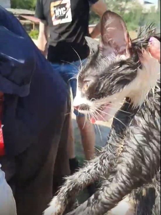 «Кипели от температуры»: псковские зоозащитники спасли 14 кошек из «теплового ада»