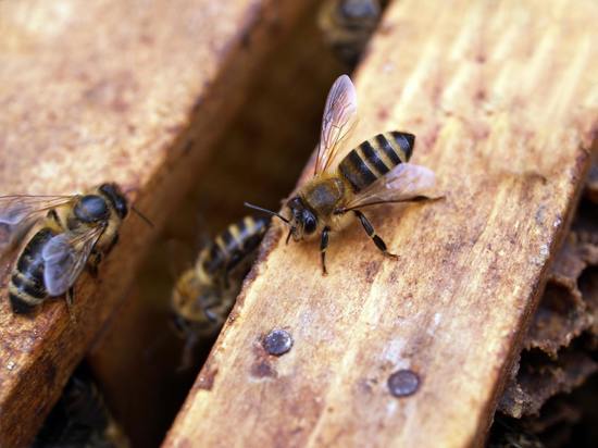 В Удмуртии массово вымерли уже более 400 пчелосемейств