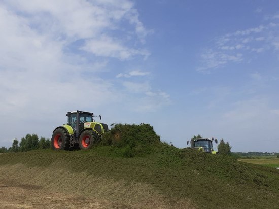Свыше 183 тысяч тонн кормов для скота заготовили в Псковской области