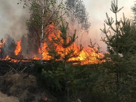 Под Рязанью произошел крупный лесной пожар на площади более 8 га