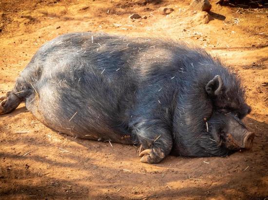 Исследование: дикие свиньи в мире производят столько  же CO2, сколько 1,1 млн автомобилей