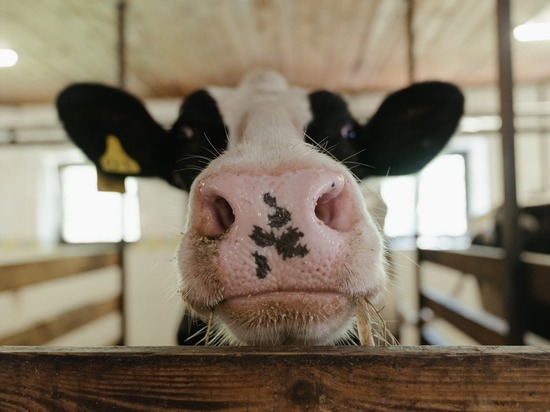 В Югре ветеринары проверяют скот на вирус лейкоза