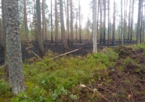 Пожар в Боровичском лесу тушили пять дней