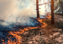 Два лесных пожара вспыхнули в Новгородской области