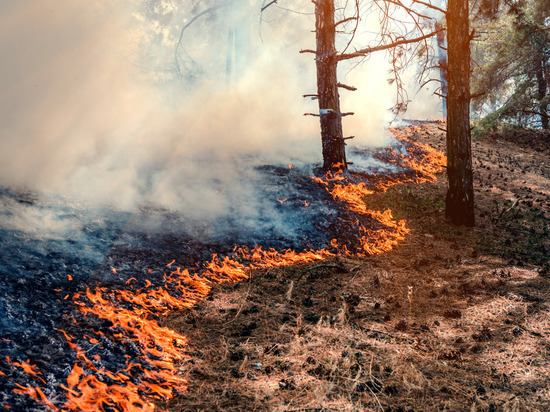 Два лесных пожара вспыхнули в Новгородской области