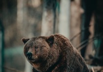 В министерстве природы Омской области предупредили, что медведи уже находятся неподалеку от границ города