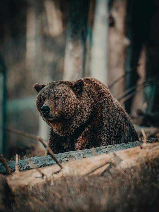 Медведи начали все ближе подбираться к границам Омска