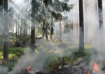 В Марий Эл произошло 55 лесных пожаров площадью почти 113 га