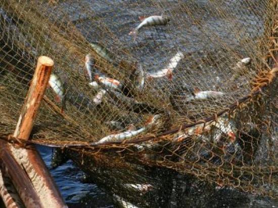  Из-за мора рыбы в Таганрогском заливе объявили чрезвычайное положение