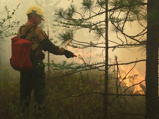 16 пожаров потушили в лесах Приангарья за сутки