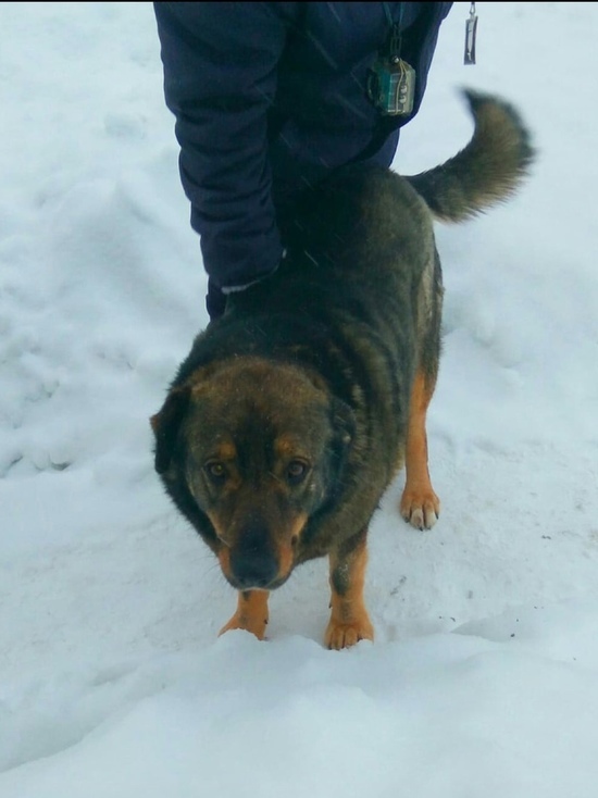 В Тверской области пес мучается из-за убийства "подруги"