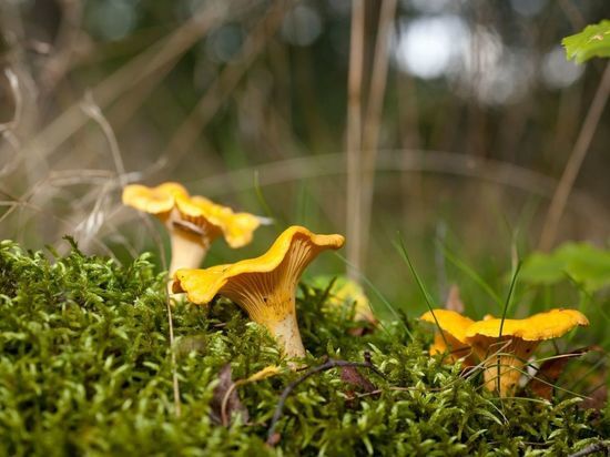 Миколог объяснила, где продавцы лисичек нашли грибы в засуху