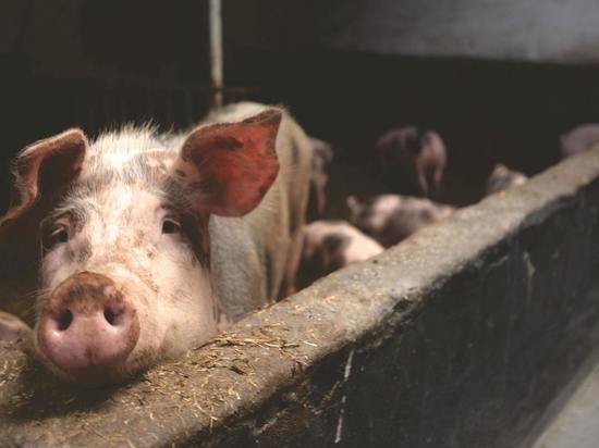 Усыпление и уничтожение свиней, заражённых африканской чумы свиней, началось под Псковом