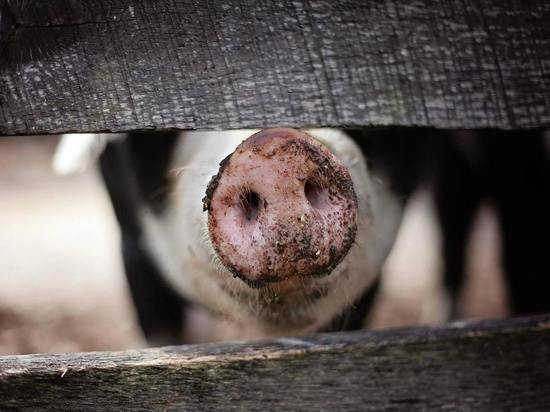В районе Марий Эл объявлен карантин из-за африканской чумы свиней