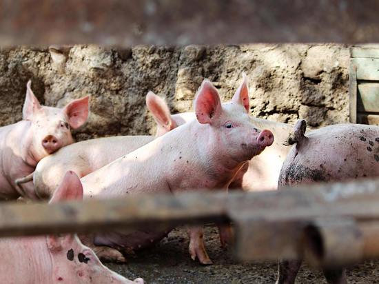 Очаг африканской чумы свиней обнаружили ещё в одном районе Псковской области