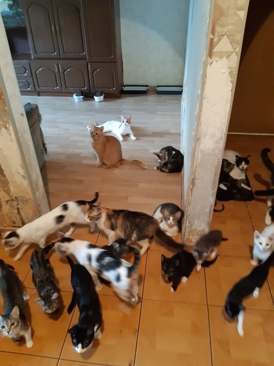 Псковичка стала избавляться от 74 кошек после смерти мужа