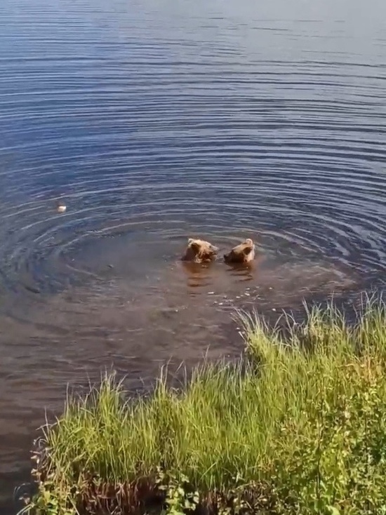 Банные процедуры: купание медвежат близ Нового Уренгоя попало на видео