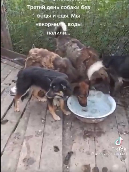 В  Кузбассе неизвестные похитили собак из  отлова