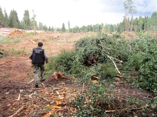 В Тверской области мужчину раздавило дерево