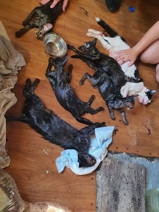 Прокуратура проводит проверку в связи с доставкой умирающих кошек в приют в Пскове