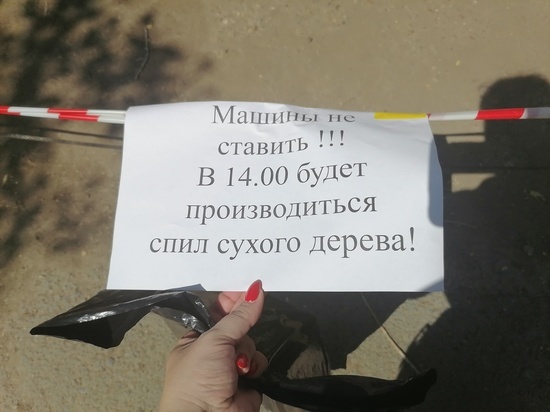 Жителей Оренбурга призывают не ставить машины под деревьями