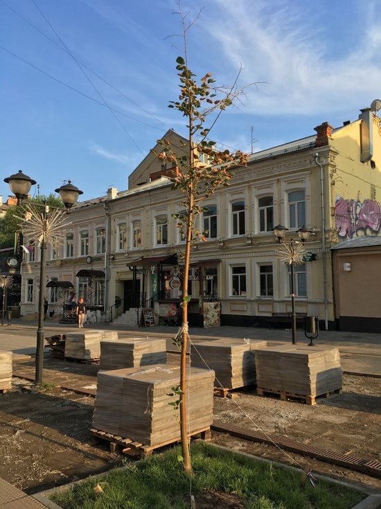 Очевидец: дерево в Саратове привязали российским триколором