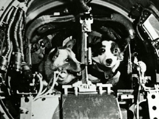 В космической гонке СССР и США участвовали обезьяны и собаки